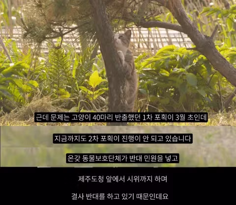 멸종위기 맹꽁이 서식지에 설치된 길고양이 급식소 논란 - 인벤 인기글 이미지 5 - 밈카세
