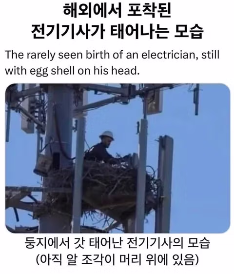 둥지에서 갓 태어난 전기기사 - 인벤 인기글 이미지 1 - 밈카세