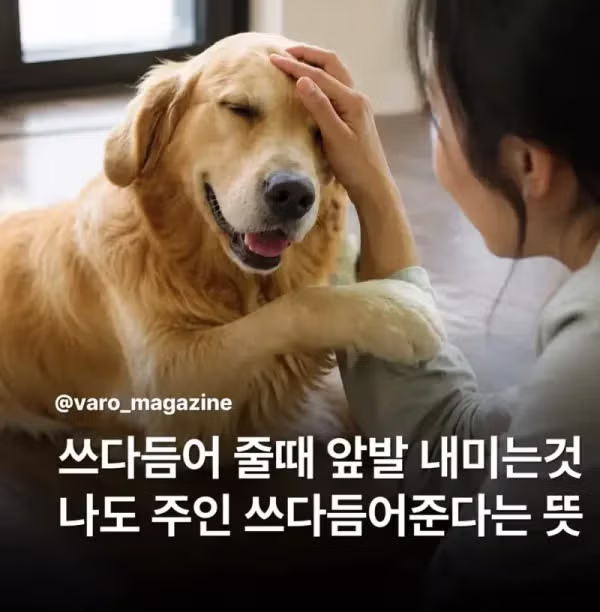 강아지가 쓰다듬을 때 앞발을 내미는 이유 - 뽐뿌 인기글 이미지 1 - 밈카세