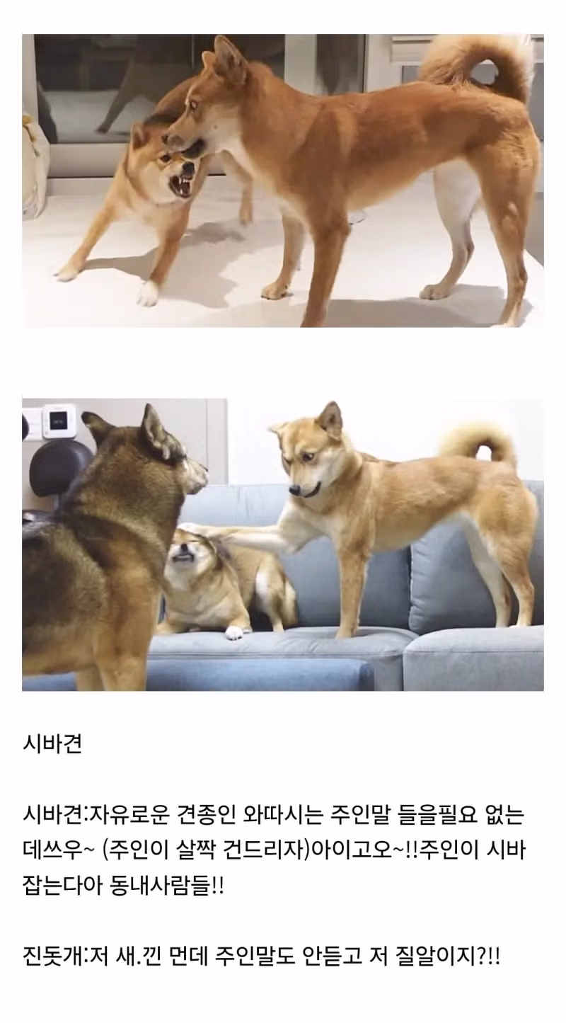 진돗개와 의외로 잘 맞지 않는 견종들 - 디시인사이드 인기글 이미지 1 - 밈카세
