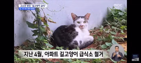 길고양이 급식소 설치로 인한 갈등과 법적 분쟁 - 클리앙 인기글 이미지 7 - 밈카세