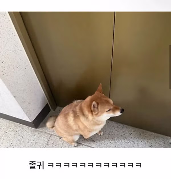 계단 오르기 싫어하는 시바견 - 뽐뿌 인기글 이미지 4 - 밈카세