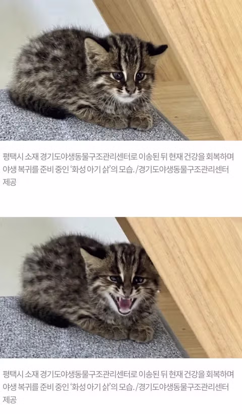 화성 고양이 공고문의 정체는 사실 아기 삵 - 인벤 인기글 이미지 3 - 밈카세