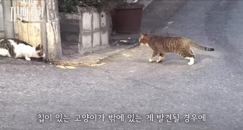 반려묘 내장칩 삽입 의무화 추진하는 동물보호법 개정안 - 인벤 인기글 이미지 3 - 밈카세