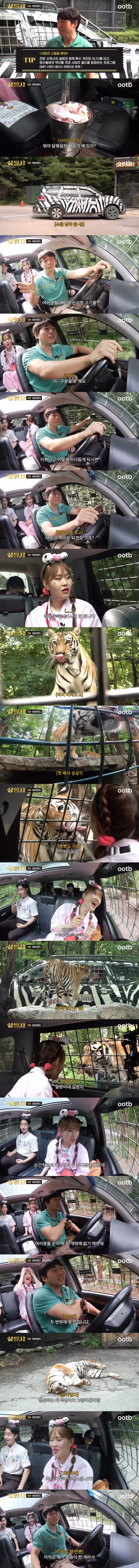 호랑이를 두 번 만날 수 없는 이유 - 인벤 인기글 이미지 1 - 밈카세