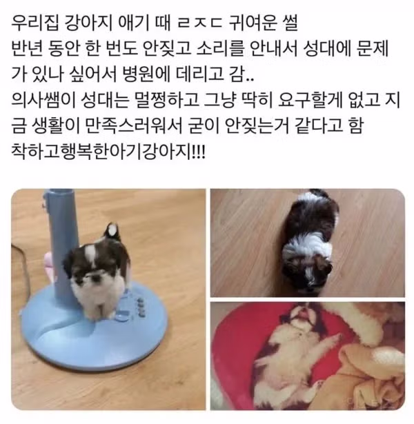 반년 동안 한 번도 짖지 않은 강아지의 이유 - 인벤 인기글 이미지 1 - 밈카세