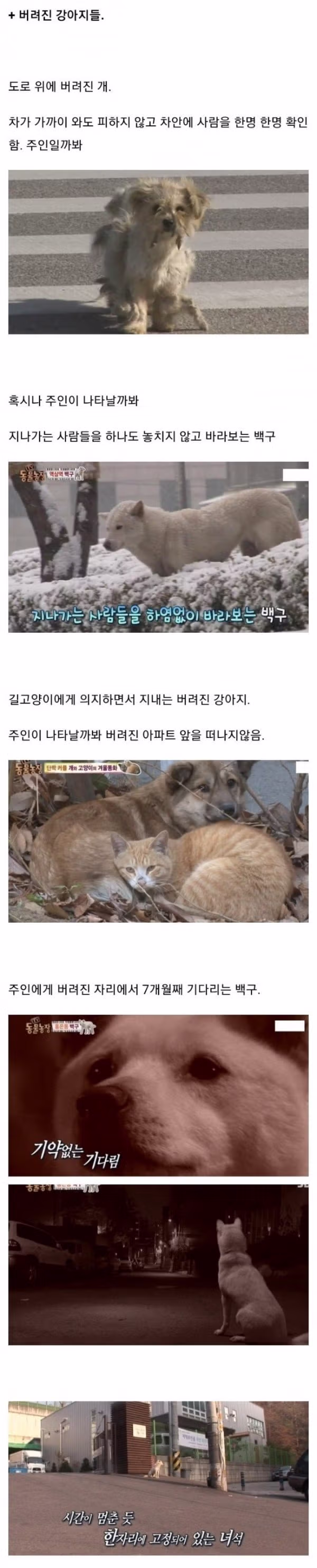 버려지는 강아지가 느끼는 슬픔과 심리 - 인벤 인기글 이미지 2 - 밈카세