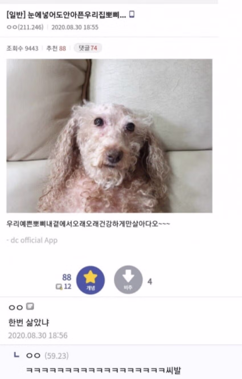 다이소 제품으로 강아지 목욕시키기 - 디시인사이드 인기글 이미지 3 - 밈카세