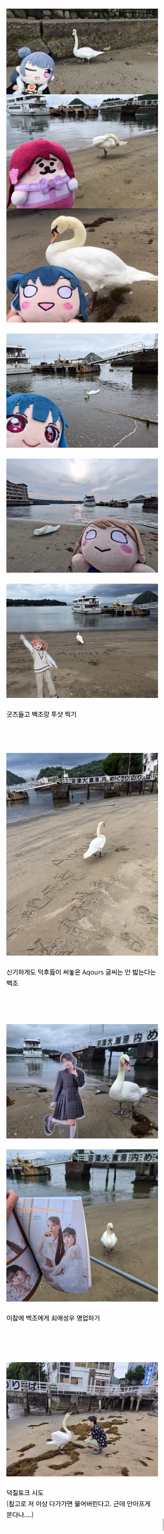 백조가 돌아다닌다고 화제인 일본 해수욕장.jpg - 인벤 인기글 이미지 3 - 밈카세