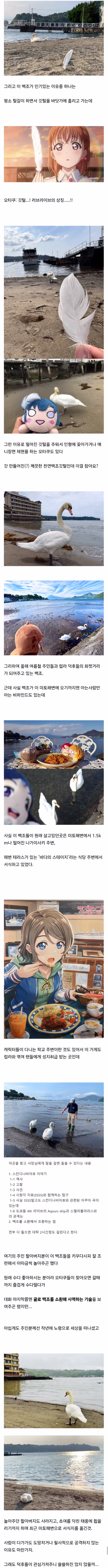 백조가 돌아다닌다고 화제인 일본 해수욕장.jpg - 인벤 인기글 이미지 4 - 밈카세
