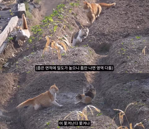 고양이가 새들을 사냥하는 섬의 충격적인 상황 - 인벤 인기글 이미지 1 - 밈카세