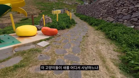 고양이가 새들을 사냥하는 섬의 충격적인 상황 - 인벤 인기글 이미지 3 - 밈카세