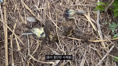 고양이가 새들을 사냥하는 섬의 충격적인 상황 - 인벤 인기글 이미지 4 - 밈카세