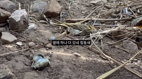 고양이가 새들을 사냥하는 섬의 충격적인 상황 - 인벤 인기글 이미지 5 - 밈카세