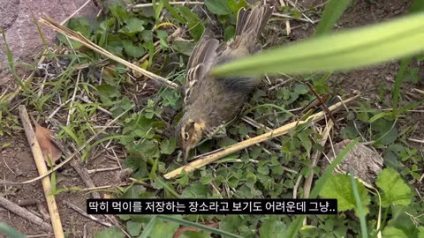 고양이가 새들을 사냥하는 섬의 충격적인 상황 - 인벤 인기글 이미지 6 - 밈카세
