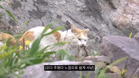 고양이가 새들을 사냥하는 섬의 충격적인 상황 - 인벤 인기글 이미지 7 - 밈카세