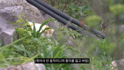 고양이가 새들을 사냥하는 섬의 충격적인 상황 - 인벤 인기글 이미지 8 - 밈카세