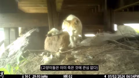 고양이가 새들을 사냥하는 섬의 충격적인 상황 - 인벤 인기글 이미지 9 - 밈카세