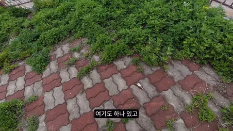 고양이가 새들을 사냥하는 섬의 충격적인 상황 - 인벤 인기글 이미지 11 - 밈카세