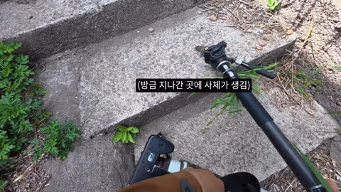 고양이가 새들을 사냥하는 섬의 충격적인 상황 - 인벤 인기글 이미지 12 - 밈카세