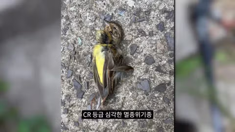 고양이가 새들을 사냥하는 섬의 충격적인 상황 - 인벤 인기글 이미지 13 - 밈카세