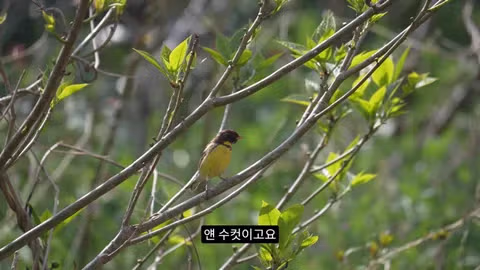 고양이가 새들을 사냥하는 섬의 충격적인 상황 - 인벤 인기글 이미지 14 - 밈카세