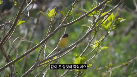 고양이가 새들을 사냥하는 섬의 충격적인 상황 - 인벤 인기글 이미지 15 - 밈카세