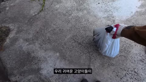 고양이가 새들을 사냥하는 섬의 충격적인 상황 - 인벤 인기글 이미지 16 - 밈카세