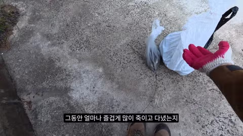 고양이가 새들을 사냥하는 섬의 충격적인 상황 - 인벤 인기글 이미지 17 - 밈카세