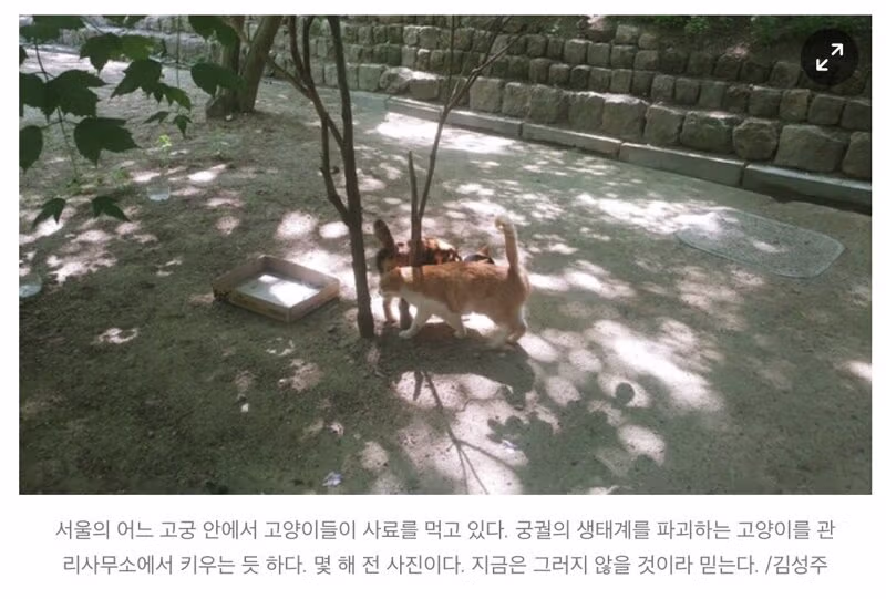 길고양이가 생태계에 미치는 영향과 논란 - 인벤 인기글 이미지 3 - 밈카세