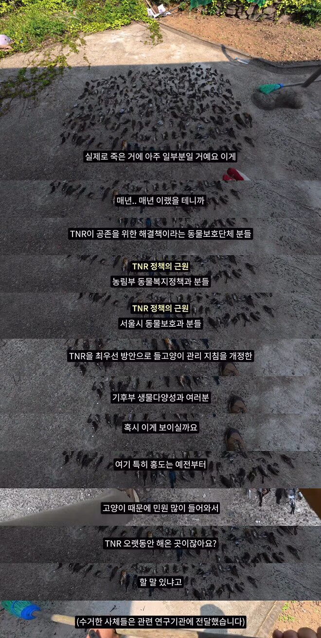 길고양이가 생태계에 미치는 영향과 논란 - 인벤 인기글 이미지 6 - 밈카세