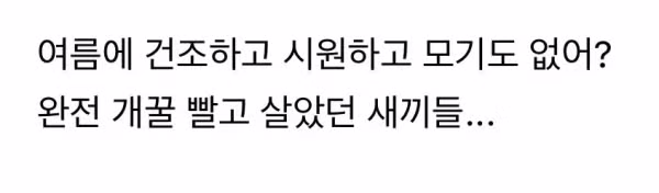 유럽 건물에 방충망이 없는 이유 - 개드립 인기글 이미지 2 - 밈카세