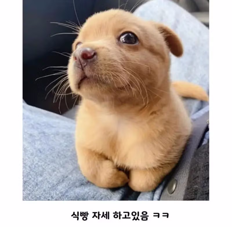 공사장에서 구조된 아기 강아지 - 개드립 인기글 이미지 2 - 밈카세
