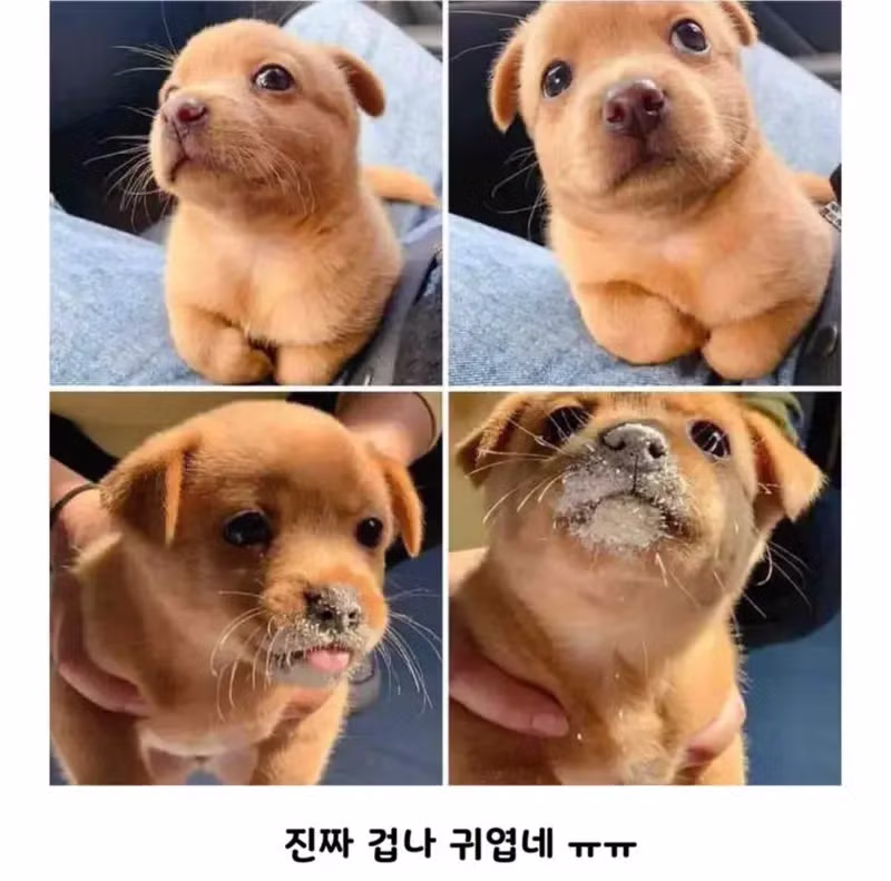 공사장에서 구조된 아기 강아지 - 개드립 인기글 이미지 3 - 밈카세