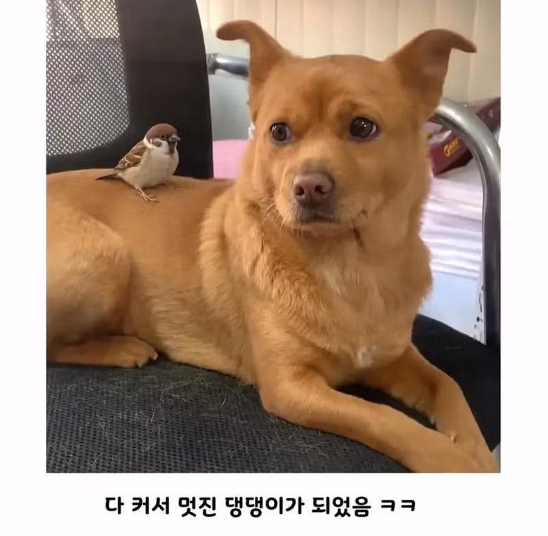 공사장에서 구조된 아기 강아지 - 개드립 인기글 이미지 4 - 밈카세