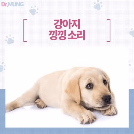 강아지들이 사용하는 소통 방식과 문법 알아보기 - 디시인사이드 인기글 이미지 3 - 밈카세