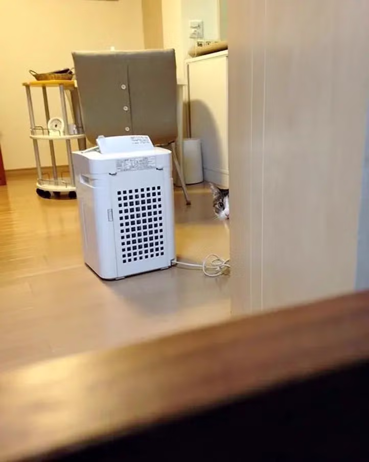 결혼하며 함께 살게 된 남편의 고양이 - 디시인사이드 인기글 이미지 2 - 밈카세