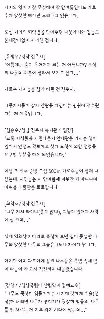 진주 가로수가 갑자기 잘려 나간 이유 - 클리앙 인기글 이미지 2 - 밈카세