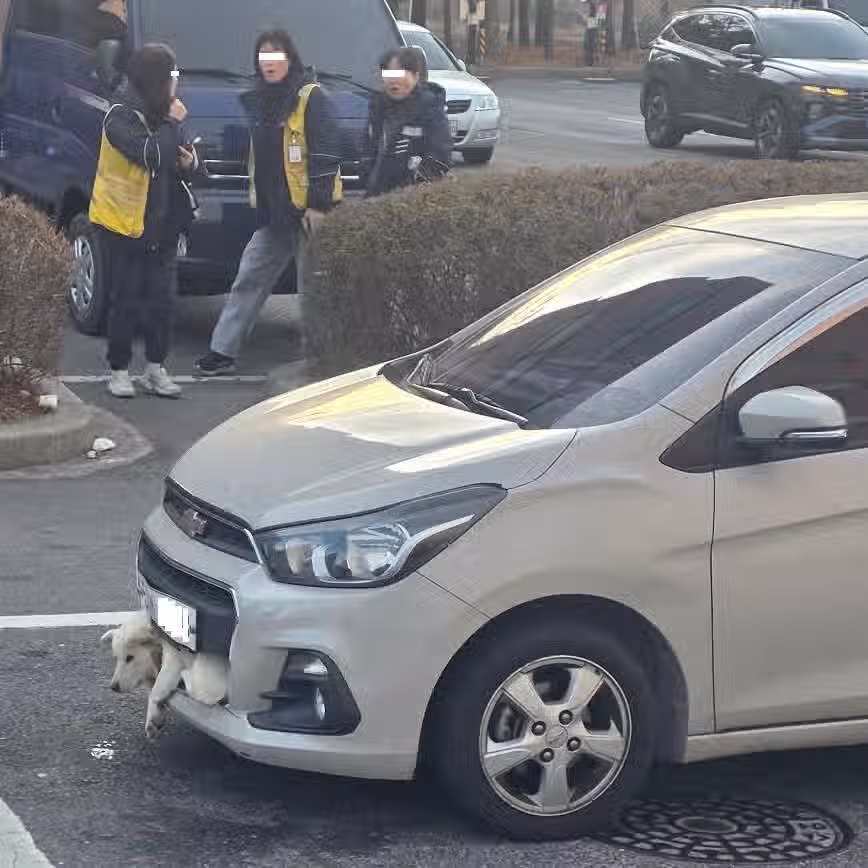 양산에서 스파크 앞범퍼에 강아지 끼인 채 주행 2