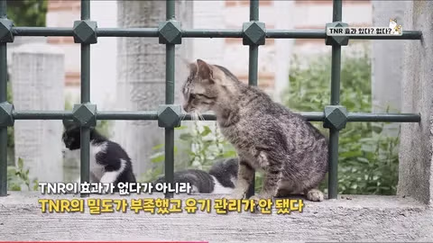 수의사의 기적의 논리 - 인벤 인기글 이미지 5 - 밈카세