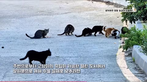 수의사의 기적의 논리 - 인벤 인기글 이미지 6 - 밈카세