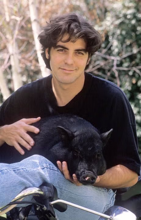 조지 클루니가 18년간 키웠던 반려돼지 2