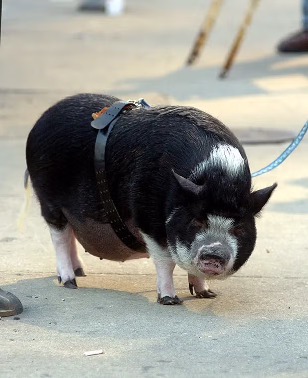 조지 클루니가 18년간 키웠던 반려돼지 7