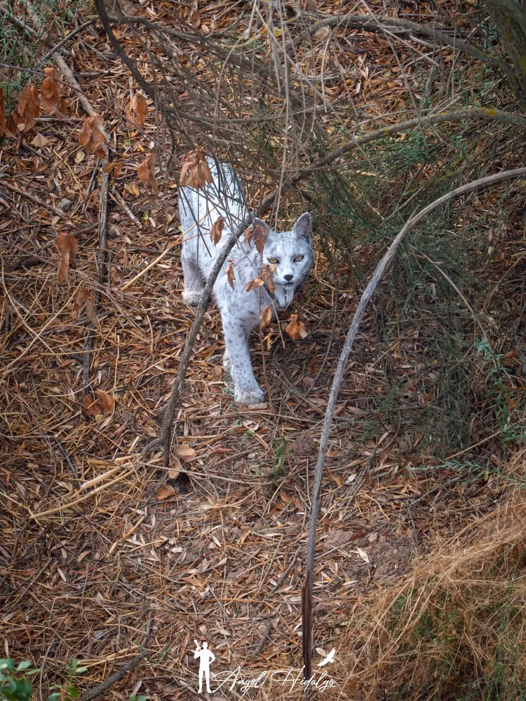 올해 세계 최초로 공개된 동물 2