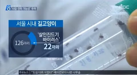 삵에서도 발견된 SFTS 고양이 주의보 - 인벤 인기글 이미지 2 - 밈카세