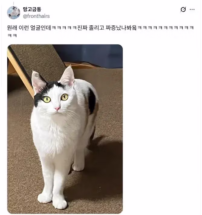 루틴이 깨져서 화가 난 고양이 - 뽐뿌 인기글 이미지 2 - 밈카세