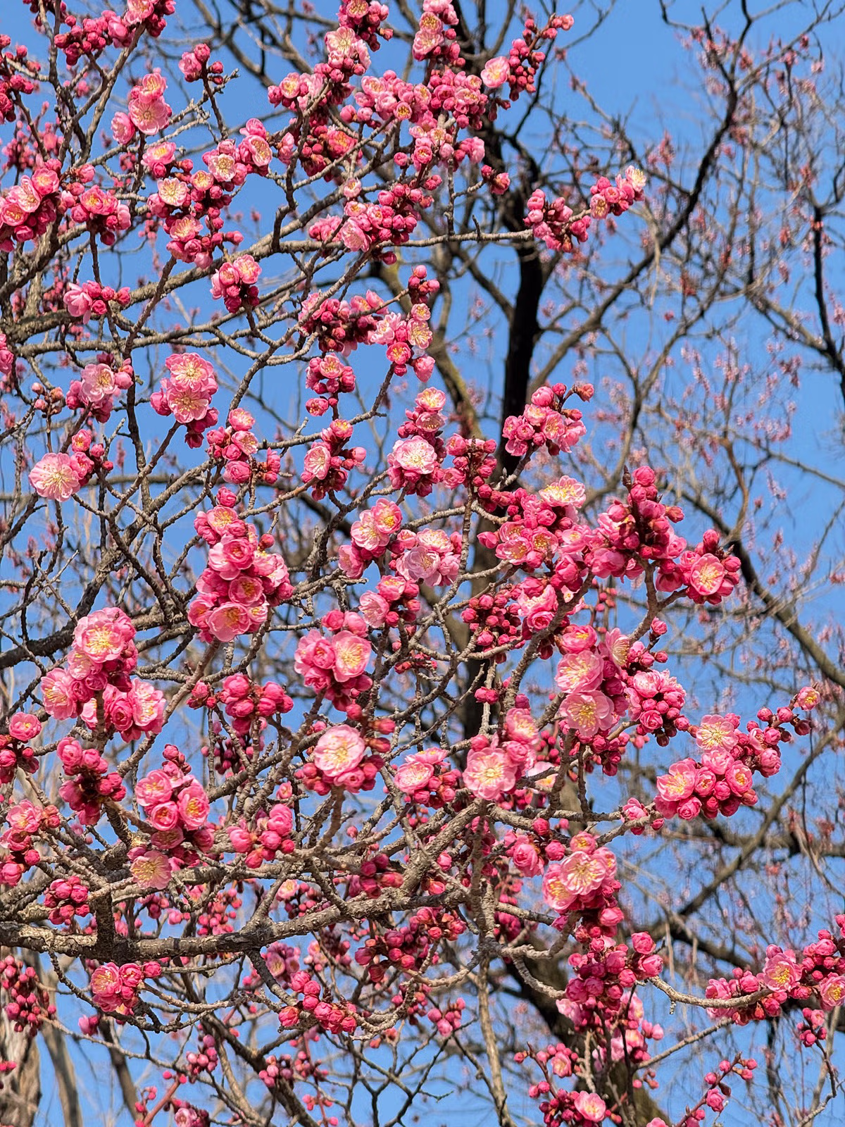 3월 25일 오전, 창덕궁 홍매화 개화 상황 3