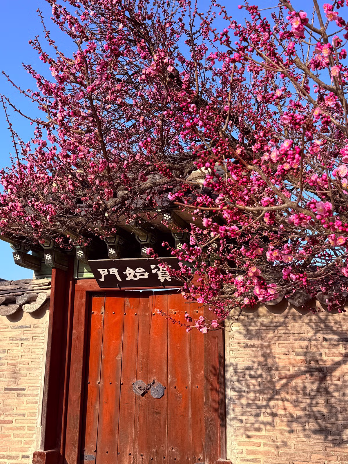 3월 25일 오전, 창덕궁 홍매화 개화 상황 2