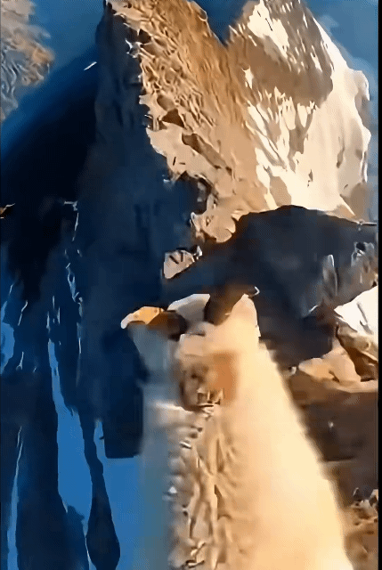 산양에게 바디캠을 달아본 결과 3