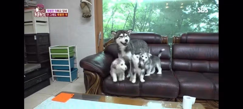 방송에는 차마 내보낼수 없었던 동물농장 에피소드 jpg. 2